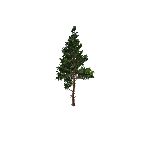 Pine 4